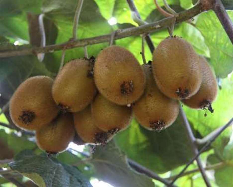 برداشت کیوی املش گیلان